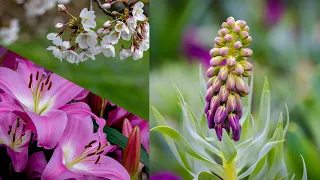 Photography | Spring colors | Nature | Flowers