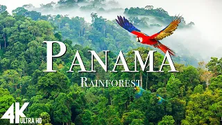 Panama Rainforest 4k - Relaxing Music Along With Beautiful Nature Videos (4K Video Ultra HD)