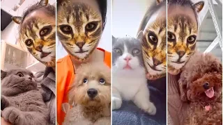 🤣Funny Dogs Cats Scared Of Cat Mask Filter - Dog Cat Reaction To Mask Filter