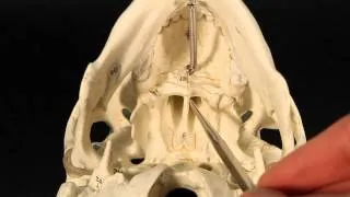 Facial Bones