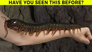 Top 10 Deadliest Monsters of The Amazon