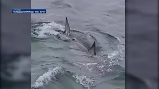 First great white shark sighting of season on Cape Cod