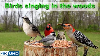 4 HOURS of Birds Singing in the Woods, 4K Cat TV, Bird Video, Relaxing Sound ASMR, Awesome World 029