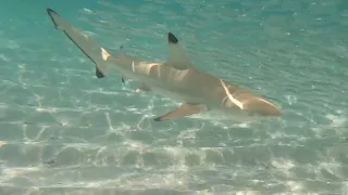 Baby Sharks 🦈 in Maldives 🇲🇻