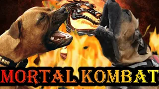 Tosa Inu vs Fila Brasileiro | Tosa vs Fila | Battle  Between Combat dogs | Billa Boyka |