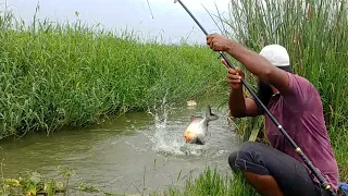 Big Piranha Fish Catching|Red bellied Fishing|Grass carp Fishing|piranha Fishing|Rup Chand Fishing