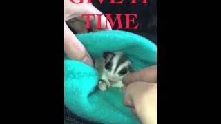 How to bond with a Sugar Glider