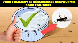 Voici comment se débarrasser des fourmis pour toujours !