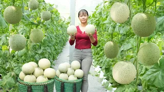 Harvesting Melon Goes To Countryside Market Sell, Take care of piglets || Free Bushcraft