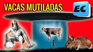 VACA MUTILADA EN VILLA HUIDOBRO, Chupacabras, ovnis o raton hocicudo?