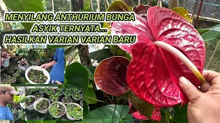 MENYILANG TANAMAN ANTHURIUM BUNGA | BUDIDAYA ANTHURIUM BUNGA