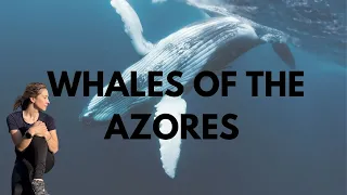 My Week as a Whale Scientist in the Azores