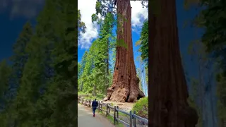 world's tallest tree