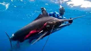 NEW WORLD RECORD! Spearfishing Striped Marlin