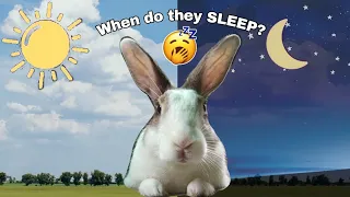 Do Rabbits Sleep All Day? When Do Rabbits Sleep? || Rabbit Sleeping Pattern Pt. 2