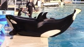 Killer Whale Training Session at SeaWorld San Diego 3/23/14