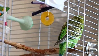 Kiwi the Budgie (Parakeet) talks to his yellow disk friend