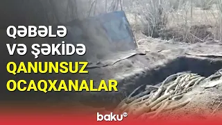 Qəbələ və Şəkidə qanunsuz ocaqxanalar - BAKU TV