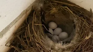 СПАСЕНИЕ МАЛЕНЬКИХ ПТЕНЦОВ ДОМА