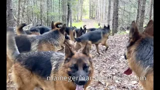 True Love for 9 German Shepherds and a baby shepherd (girls only)