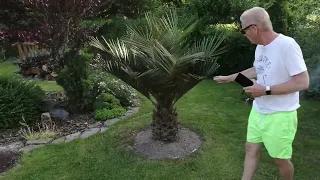 TRACHYCARPUS 🌴 nejlepší palma 🌴👍 do našich zahrad 🌄