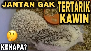 KESALAHAN DALAM MENGAWINKAN LANDAK MINI ~ MUNGKINKAH INI?