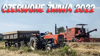 🌾Czerwone Żniwa 2022🌾Bizon Z056/5🔥 Pszenica Ozima 8t/ha?!bizonem 25km/h po polu?!✔☆Łódzkie Official☆