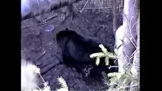 500LBS SPRING BEAR! Shot at 7 yards with bow!