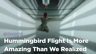 Hummingbird Flight is More Amazing Than We Realized