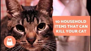 10 Household Items that can Kill your Cat