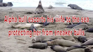The master elephant seal escorts his wife returning to sea. He protects her from the sneaker bulls.
