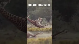 HEADSHOT ON ROGUE GIRAFFE (reason in comments)