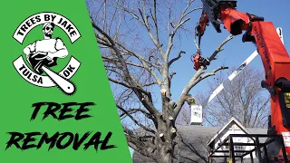 Full Crane Removal - Large Infected Oak