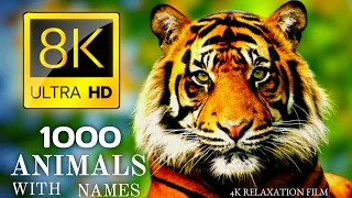 1000 ANIMALS NAMES AND SOUNDS 8K ULTRA HD