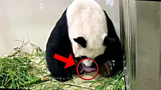 Panda Gives Birth, But When She Got Up, The Keepers Screamed When They Saw This