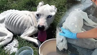 Люди были в шоке! Подросток побежал на помощь к умирающей собаке!