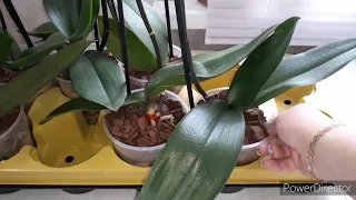 Лучший способ Реанимации/ Первый полив Орхидей после пересадки в мох для нарашивания_корней