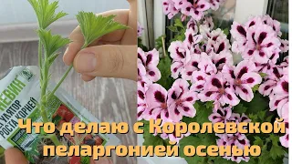 Что делаю с Королевской пеларгонией осенью, чтобы она пышно цвела следующим летом