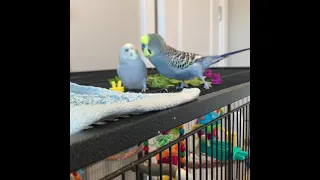 Budgie talking