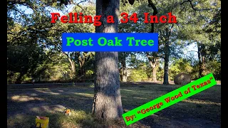 How to Fell a Large, Leaning Oak Tree Safely with a Chainsaw