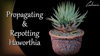 Propagating & Repotting Haworthia | Cactus & Succulents