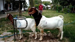 Big Boer Goat Farming | Boer Goat Farm in Village