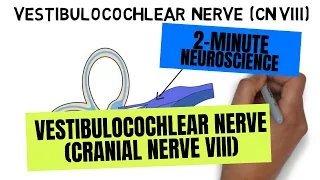 2-Minute Neuroscience: Vestibulocochlear Nerve (Cranial Nerve VIII)