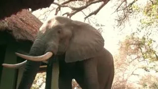 Elephant close encounter in Mana Pools