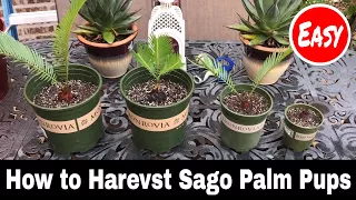 How to Harvest Sago Palm Pups