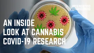 Cure or Hype? An inside look at Cannabis COVID-19 research