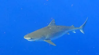 Swimming with sharks in Hawaii - no cage- (13ft Tiger Shark)