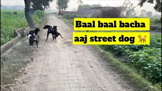 Doberman and Pitbull vs Street dog / #vlog56 / #farm #farmhouse #dogs #fight #bulandshahr #up