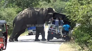 It was the people who went to feed the ferocious wild elephant that caused the trouble.#elephant
