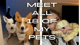 MEET ALL 18 OF MY PETS REPTILE ROOM TOUR (Reptiles, dogs, cats, amphibians and more!)